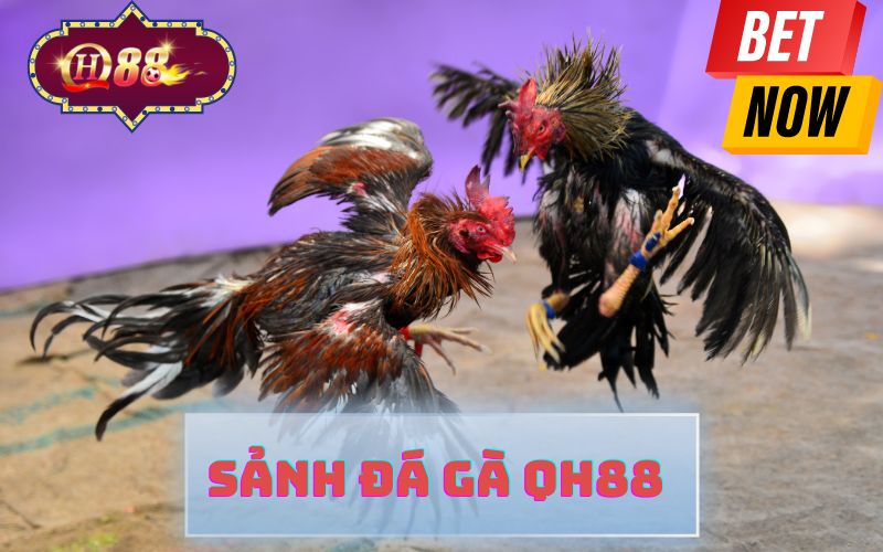 SẢNH ĐÁ GÀ QH88