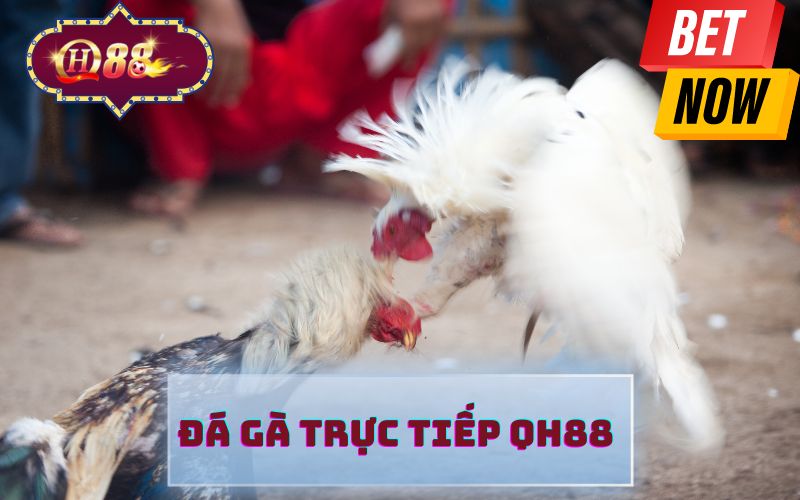 ĐÁ GÀ TRỰC TIẾP QH88